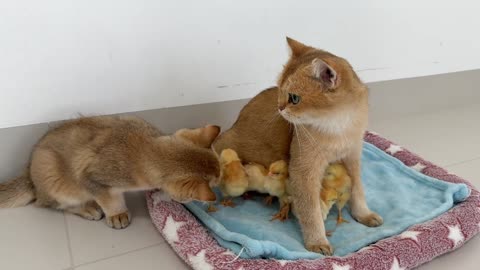 cat playing with chick