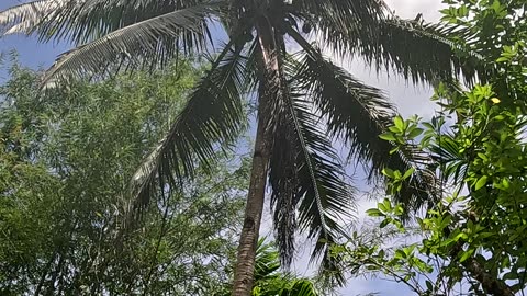 Expat Life in the Philippines 🇵🇭 | Check Out This Amazing Coconut Tree at the Farm!