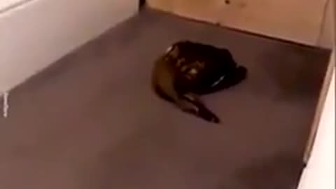 😂🐱 You Won't Believe What This Stupid Cat Did With Slippers! | FunFM