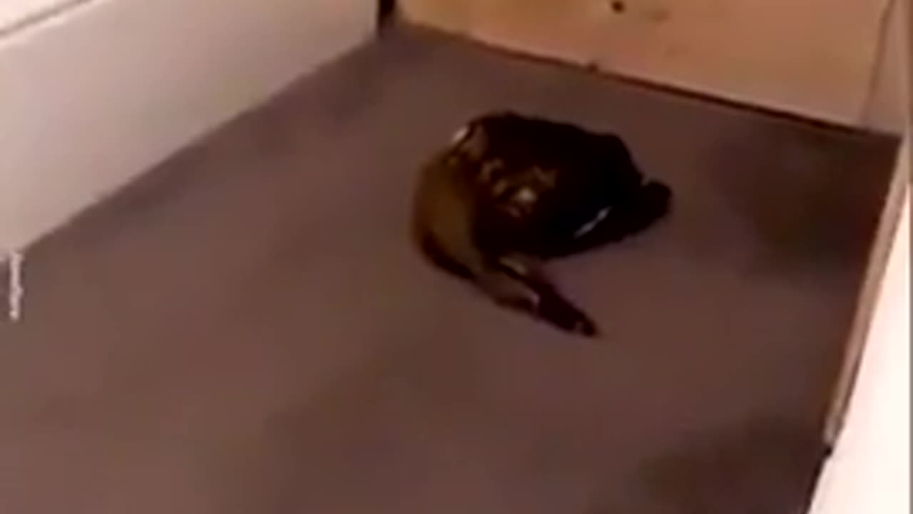 😂🐱 You Won't Believe What This Stupid Cat Did With Slippers! | FunFM