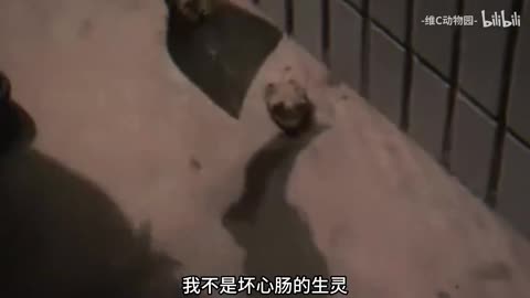 Humans Always Try to Lull Me to Sleep with Bricks