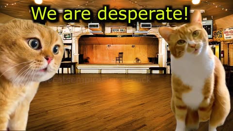 What Do Cats Do When they are Tricked by a Trickster (Ep.63)