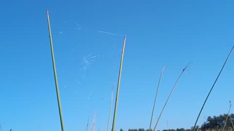 Spider Web