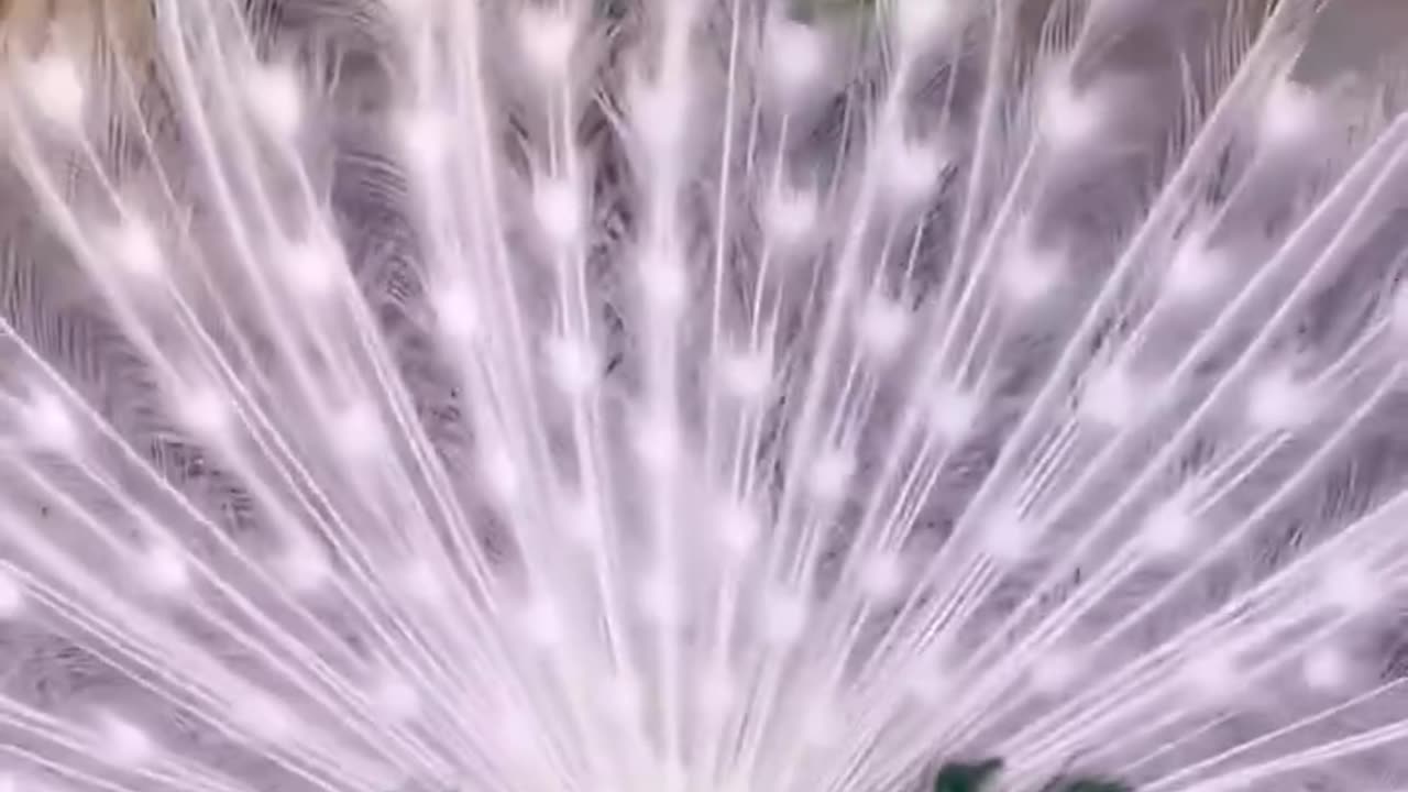 A pied peacock 🦚