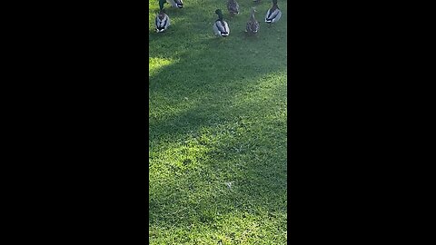 Mallard Ducks 🦆 #shorts #followme #viral #trending #ducks #duck #mallardducks