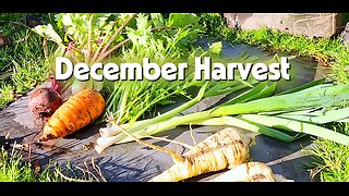 December Harvest 🥕 | Staking Purple Sprouting Broccoli