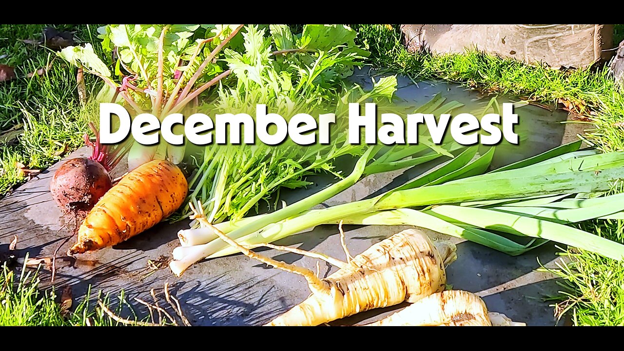 December Harvest 🥕 | Staking Purple Sprouting Broccoli