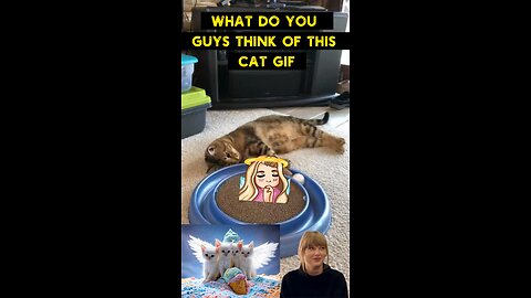 Cute Cat Gif