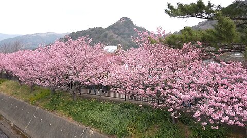 Thousands flock to see cherry blossoms in Japan's Kazawu