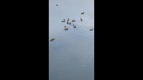 Mallard Ducks 🦆 #mallardducks #ducks #duck #viral #trending #shorts #followme #swimming