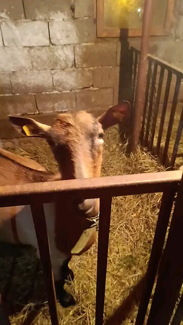 the goat and her friend