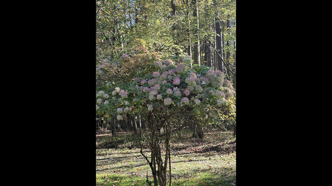 (reprise) God is good all the time 49: Remembrances