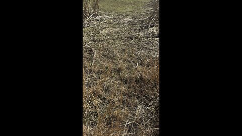 1/2 acre chicory/clover frost seeding