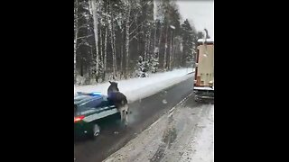 Police car hits moose at full speed