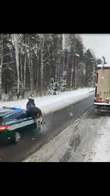 Police car hits moose at full speed