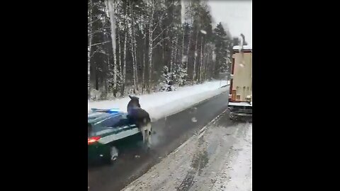 Police car hits moose at full speed