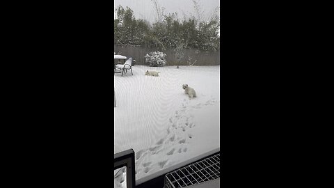 Snow in Gulf shores area of America