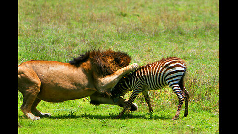 ‎Lion’s Explosive Power Attack – Zebra Thrown Away in Seconds!