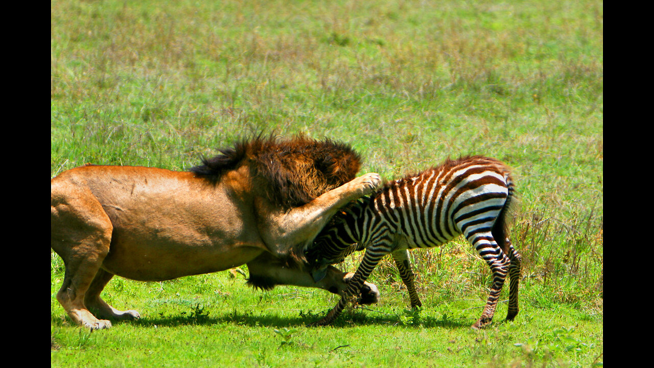 ‎Lion’s Explosive Power Attack – Zebra Thrown Away in Seconds!