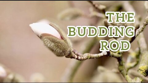 The Budding Rod