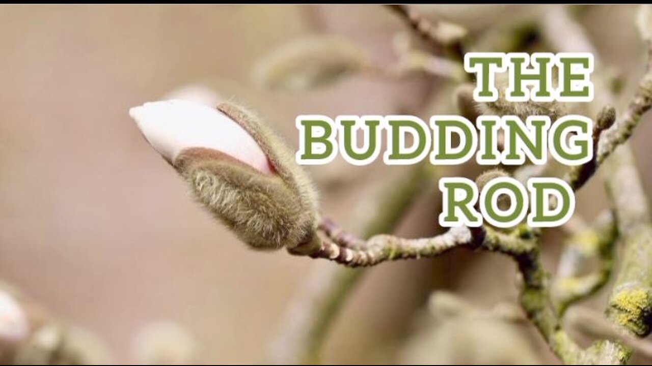 The Budding Rod