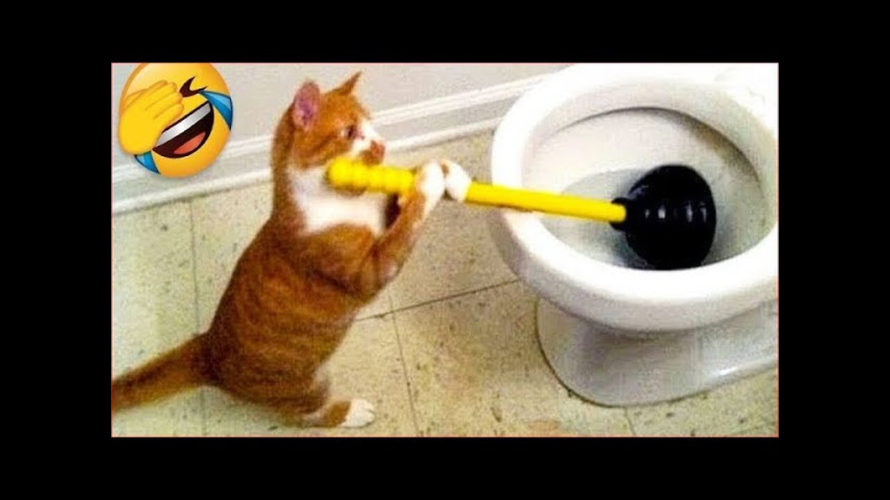 😹 Cute & Funny Cats Doing the Funniest Things! (Try Not to Laugh Challenge)