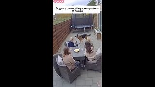 Love All Life Always #335 - Dogs Are 100 % Loyal Protectors And Companions Of Humans. Everytime!