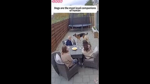 Love All Life Always #335 - Dogs Are 100 % Loyal Protectors And Companions Of Humans. Everytime!