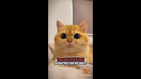 4 Signs Your “Aloof” Cat Is Secretly Obsessed With You