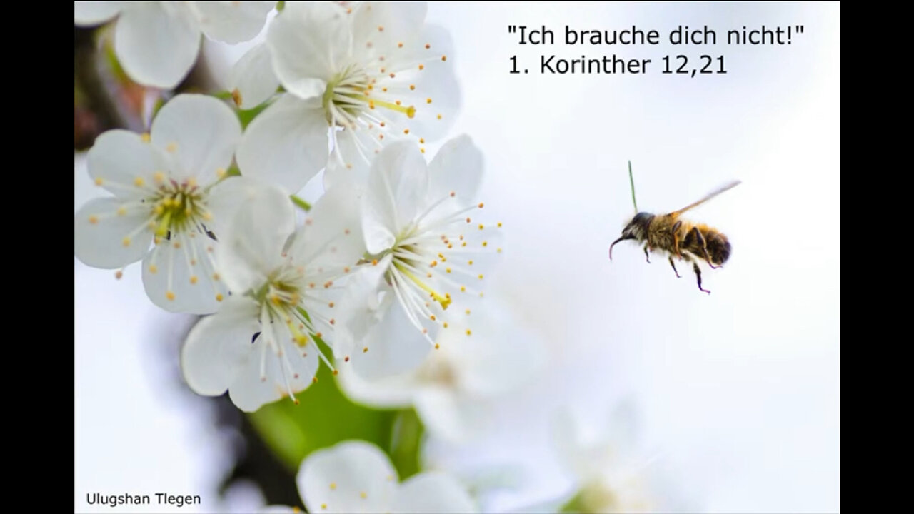 Ich brauche dich nicht! 1. Korinther 12,21 - Ulugshan Tlegen
