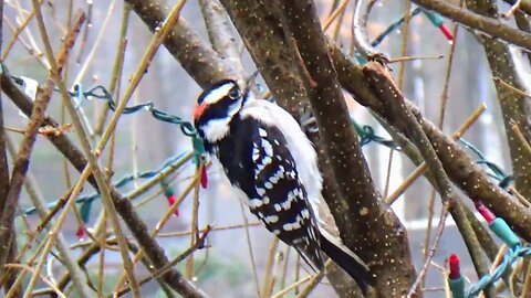 Downy Woodpecker