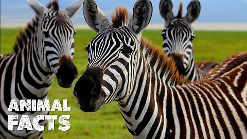 The Secret Behind Zebras' Stripes | Why Do They Have Them?