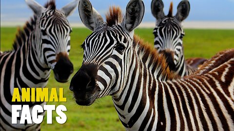 The Secret Behind Zebras' Stripes | Why Do They Have Them?