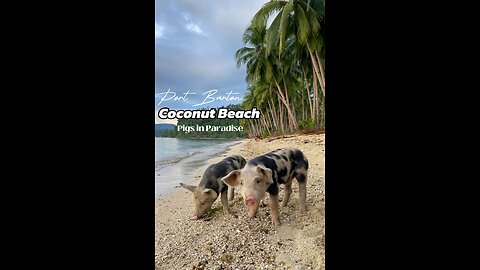 Coconut Beach: Pigs in Paradise!