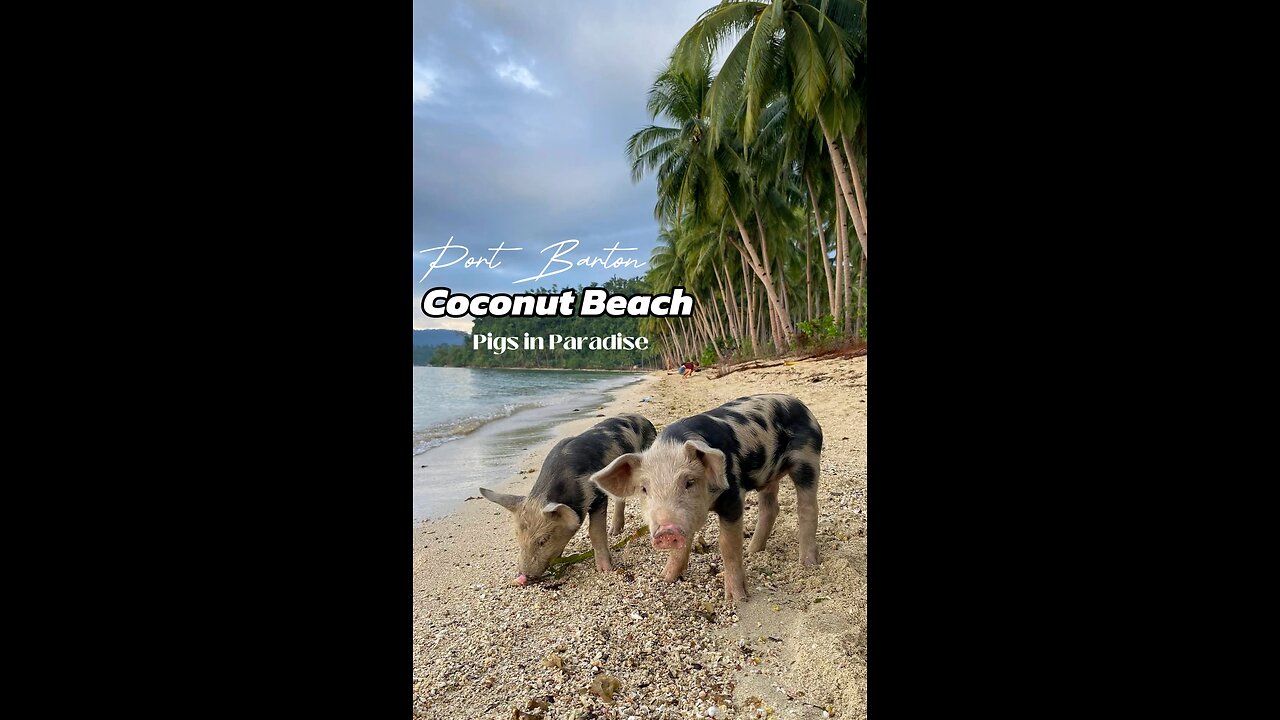 Coconut Beach: Pigs in Paradise!