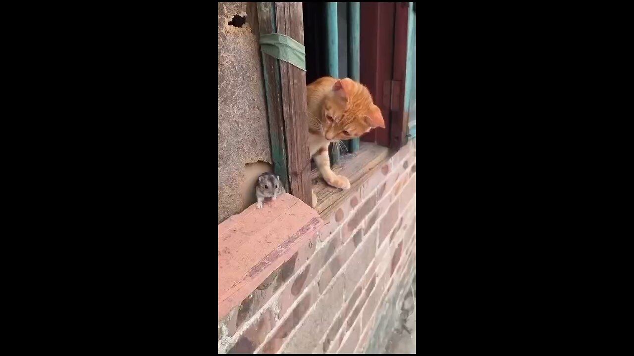 fuuny cat