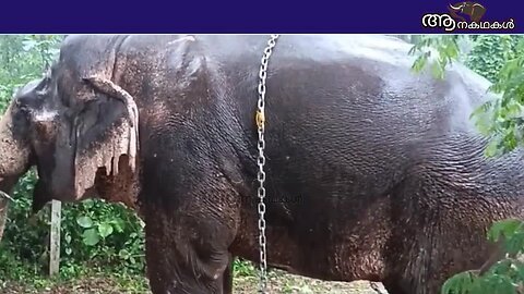 അട്ടപ്പാടിയിലെ ആളെക്കൊല്ലി ആന ഇപ്പോൾ സമാധാനപ്രിയനാണ് _ Peelandi chandru elephant _ Sree 4 elephant