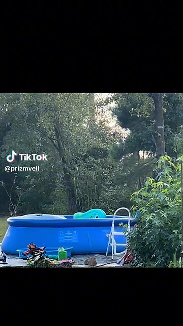 Orbs Are In The Trees