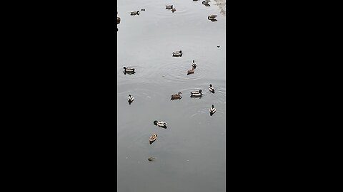 Mallard Ducks 🦆 #mallardducks #ducks #duck #viral #trending #followme #shorts