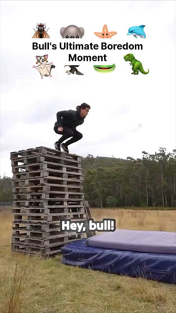 How different animals take fall damage😂😂