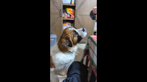 Saint Bernard and strawberries
