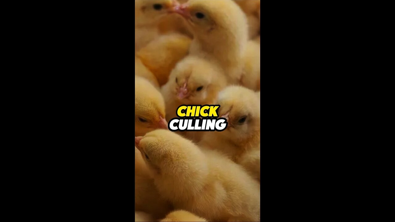 The Price of Eggs