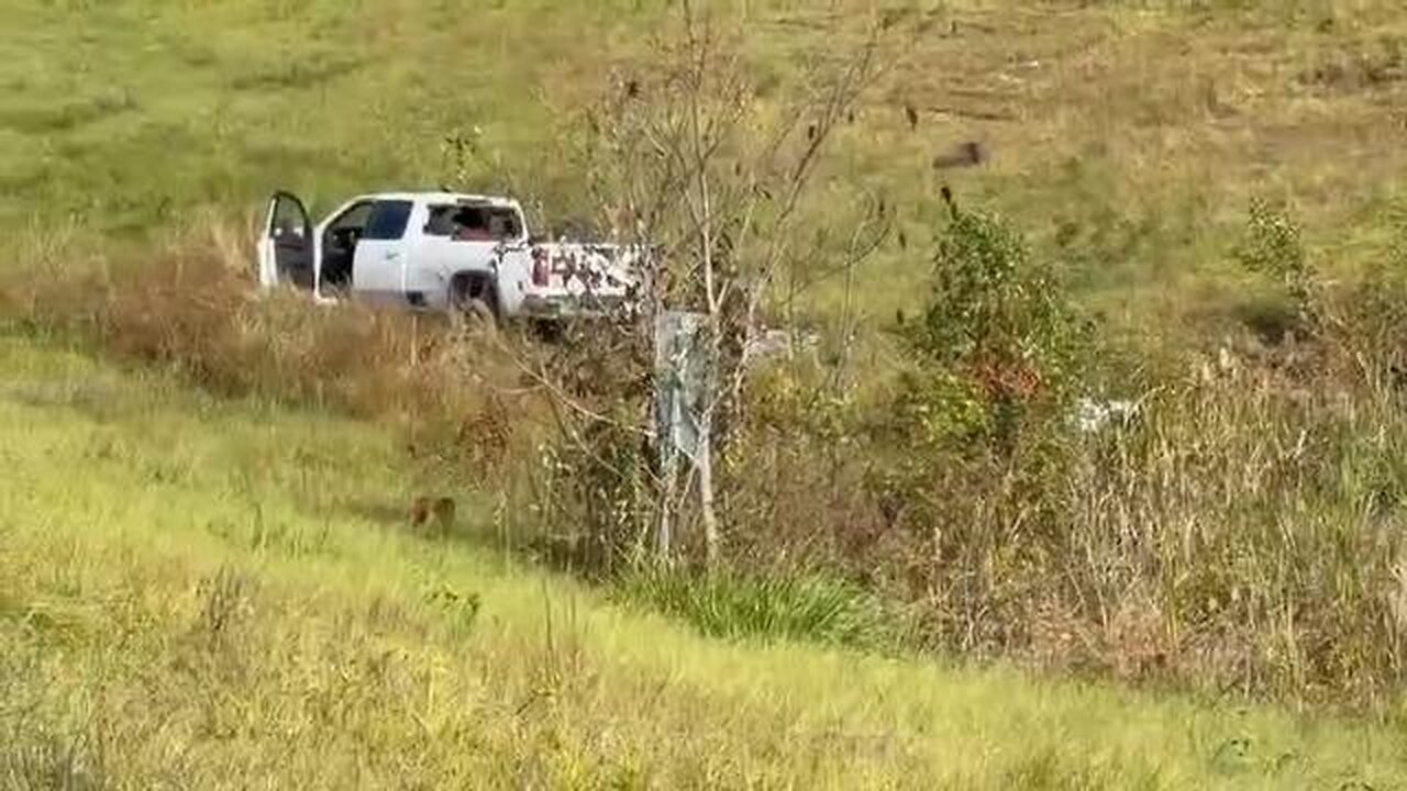 Lab infected monkeys escape from truck in Mississippi