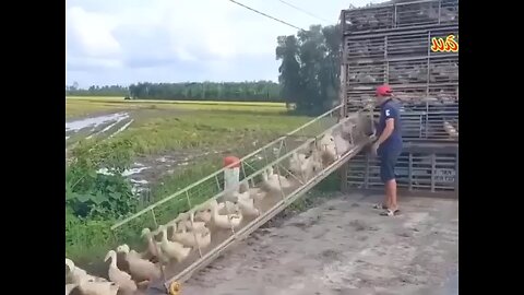 Amazing duck transportation