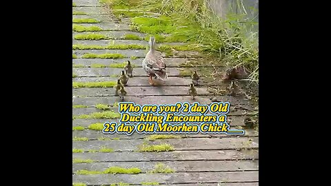 Who are you? 2 day OldDuckling Encounters a 25 day Old Moorhen Chick___