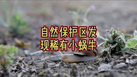 自然保护区发现稀有小蜗牛