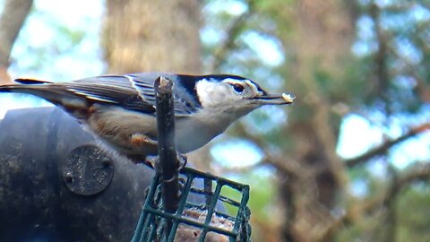 Nuthatch