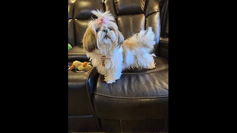 Remembering Rosie The Shihtzu (Featuring Rosie The Shihtzu)