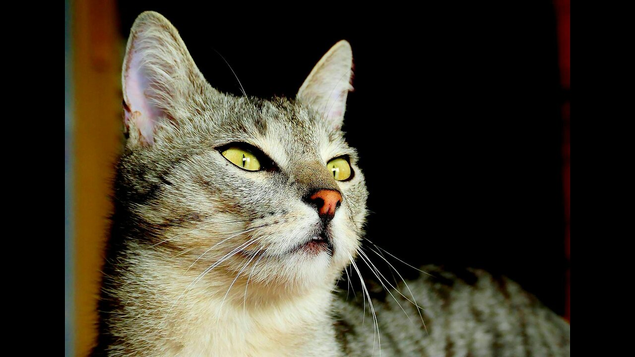 Watch this cat's movements, it's very interesting.
