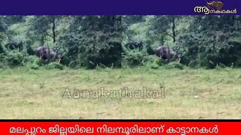 ഫുട്ബോൾ ഗ്രൗണ്ടിൽ കാട്ടാനകൂട്ടം _ Wild elephant watching football match in kerala